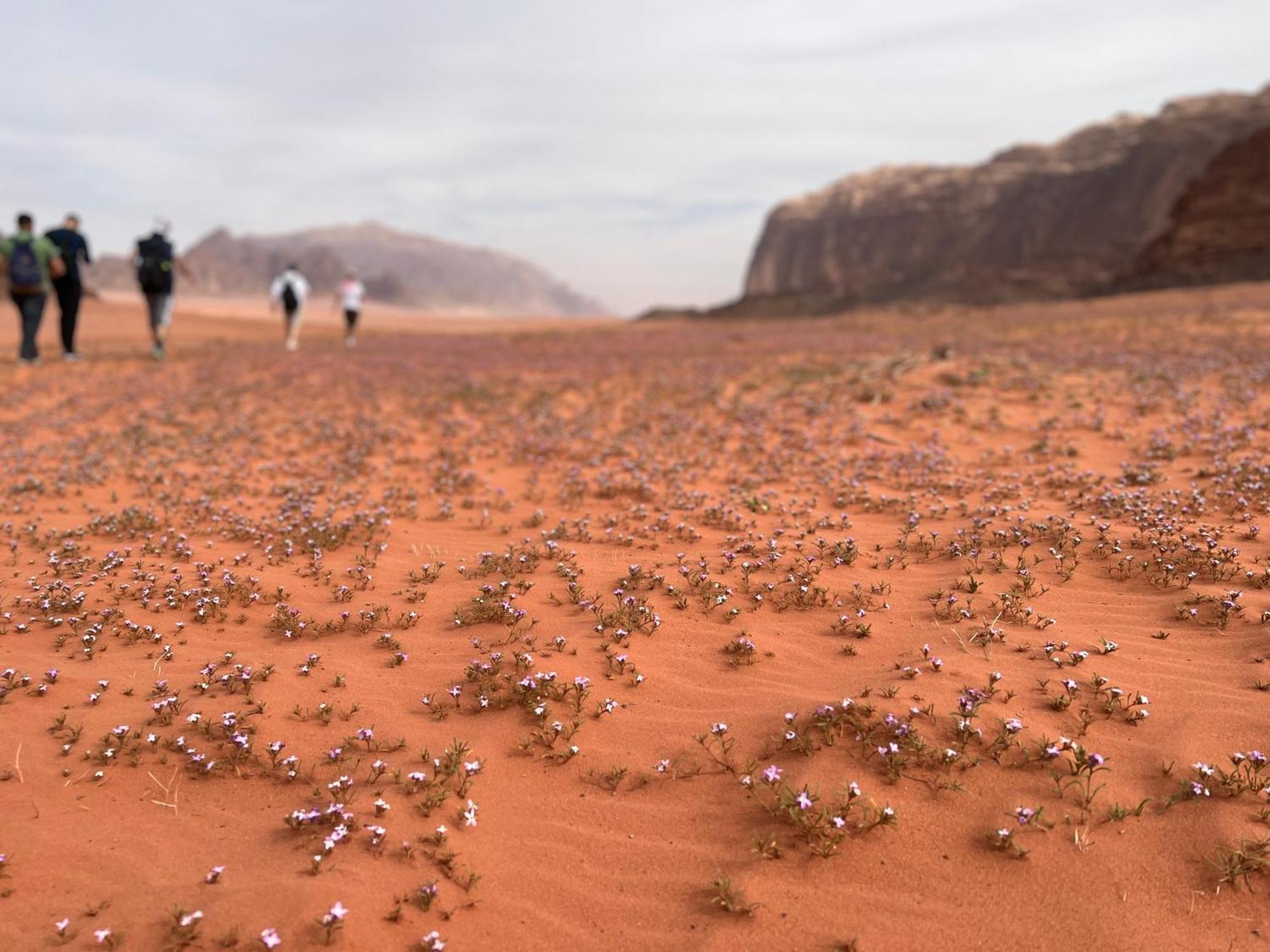 Art Camp Wadi Rum Exterior photo